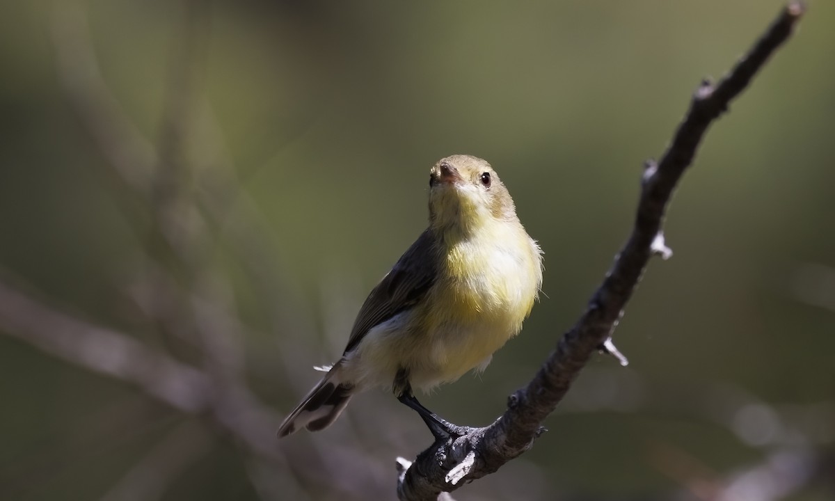 White-throated Gerygone - ML650245165