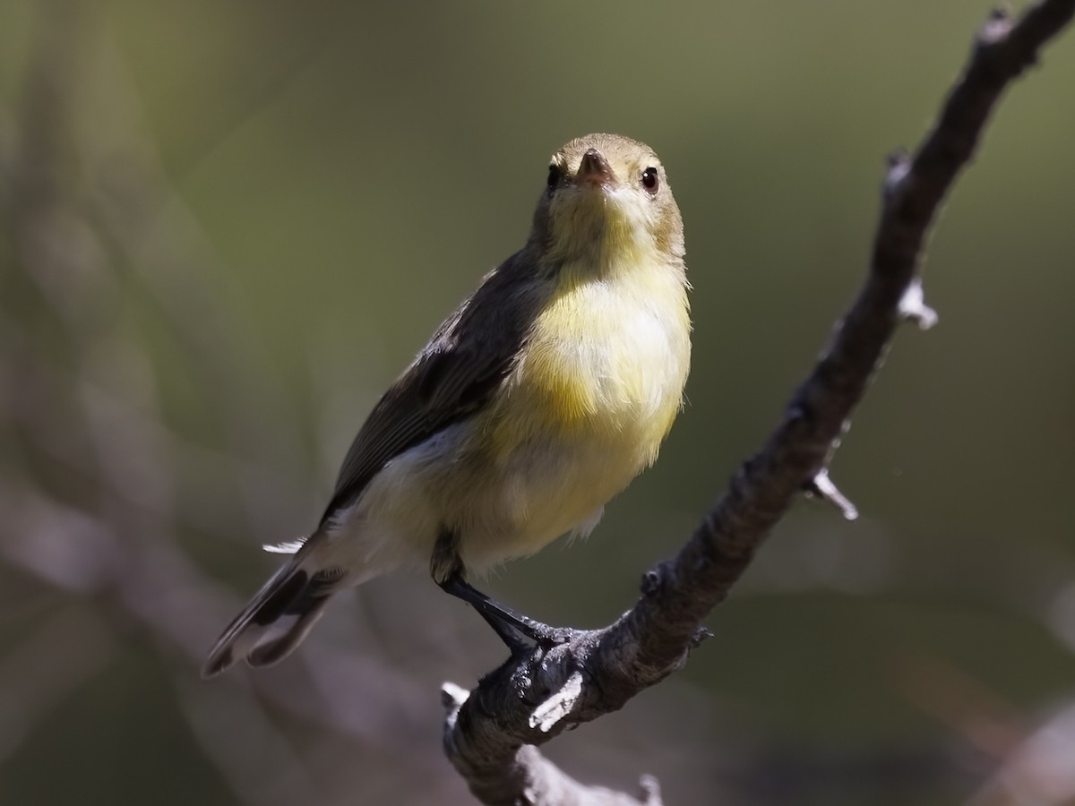 White-throated Gerygone - ML650245166