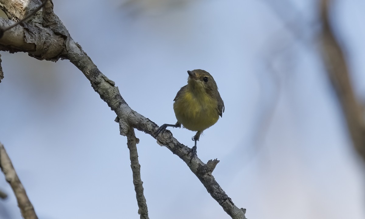 White-throated Gerygone - ML650245167