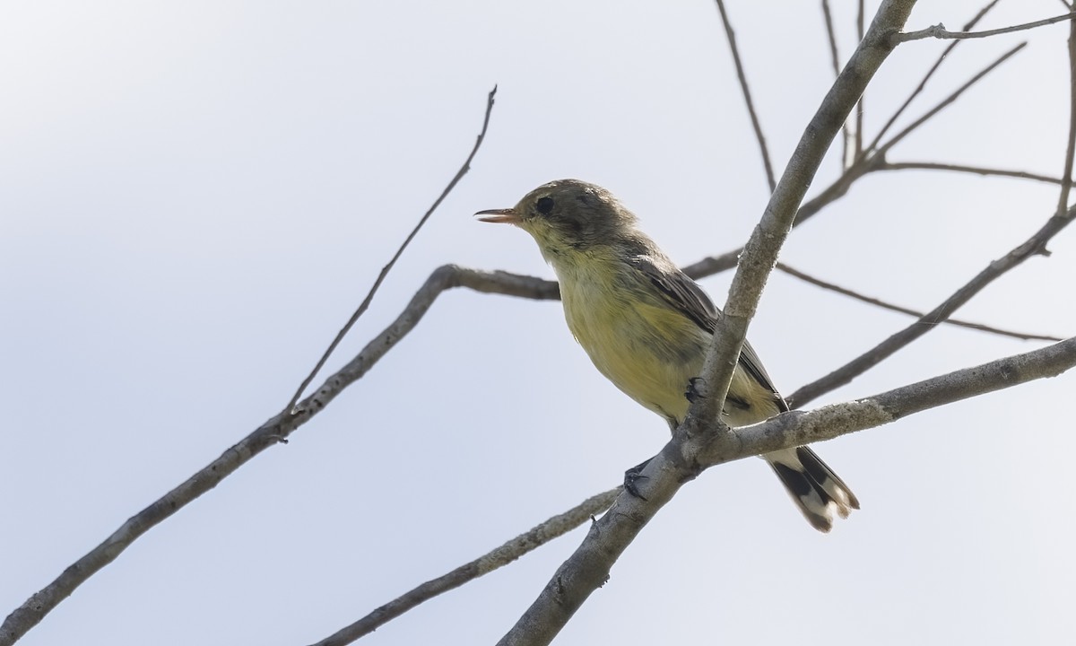 White-throated Gerygone - ML650245168