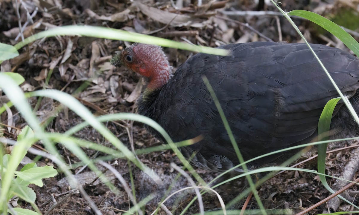 Australian Brushturkey - ML650245354