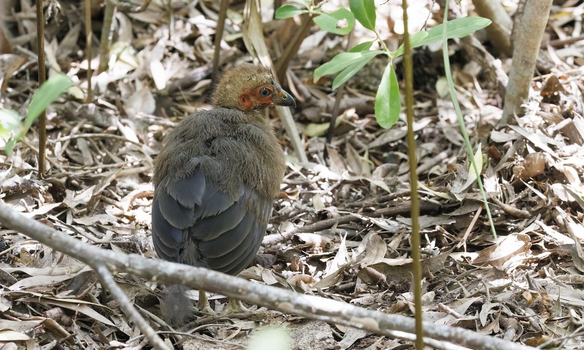 Australian Brushturkey - ML650245355