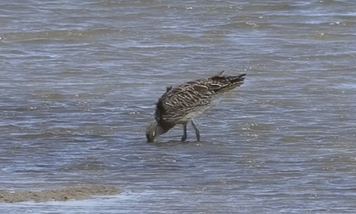 Far Eastern Curlew - ML650245366