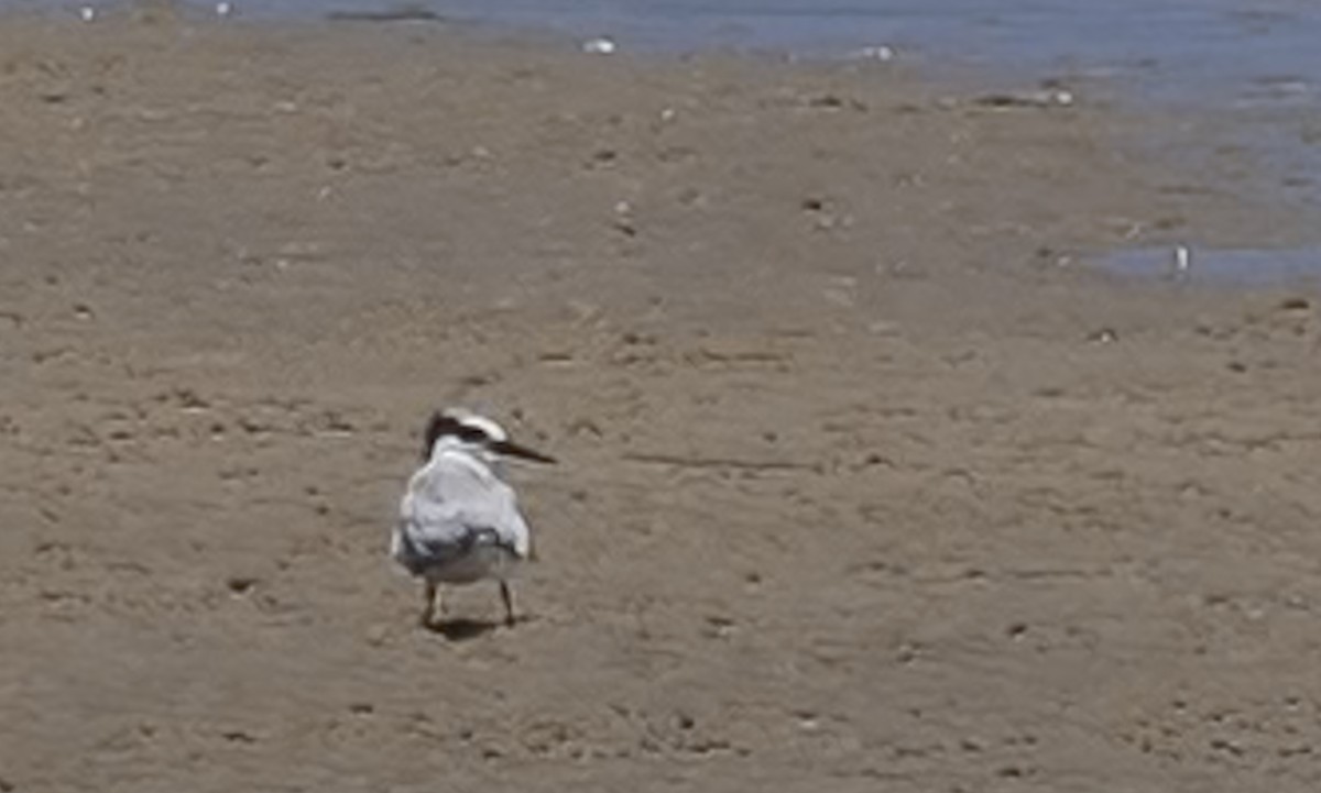 Common Tern - ML650245379