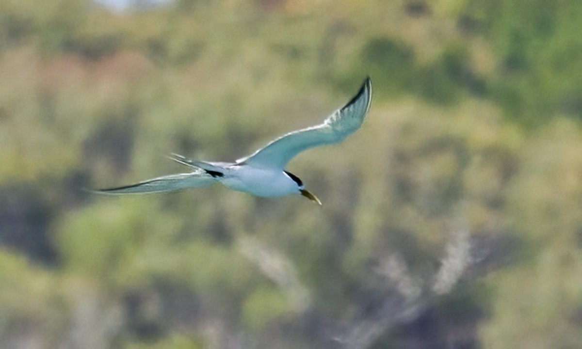 Great Crested Tern - ML650245399