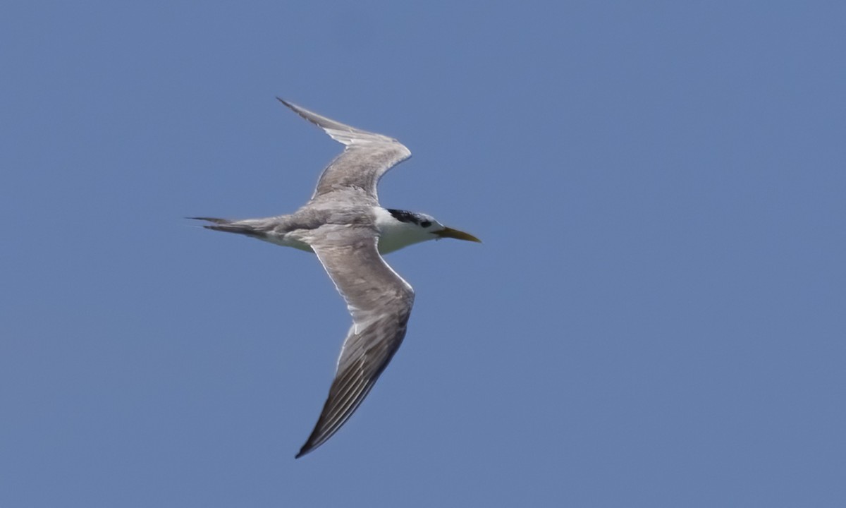 Great Crested Tern - ML650245400