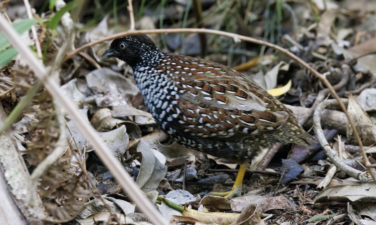 Black-breasted Buttonquail - ML650245426