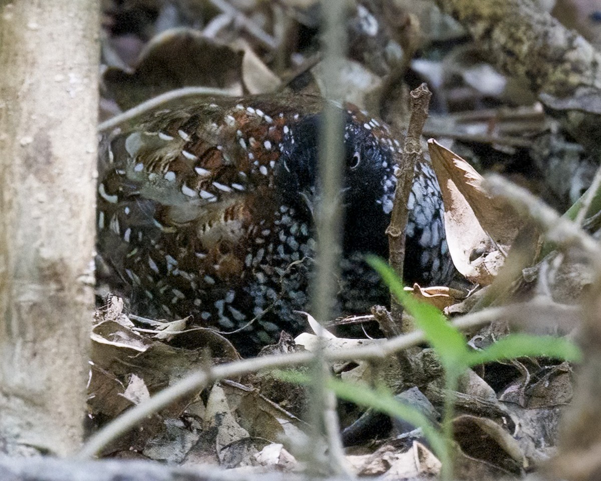 Black-breasted Buttonquail - ML650245427