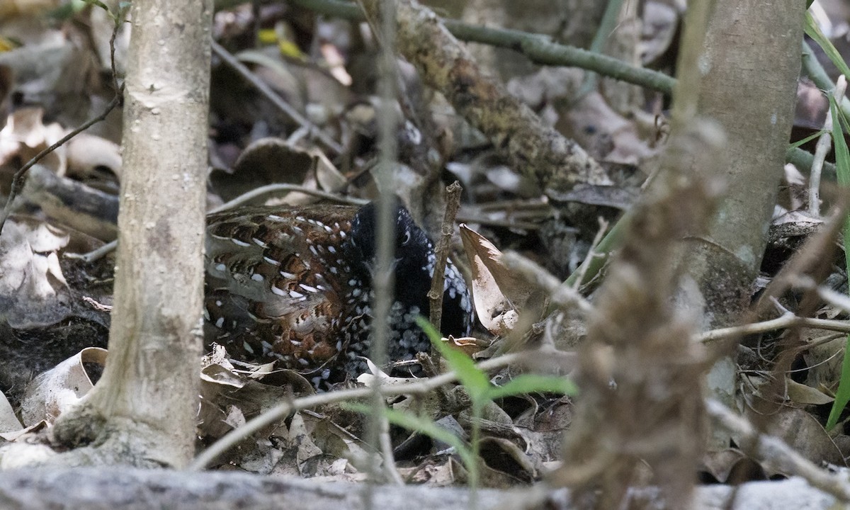 Black-breasted Buttonquail - ML650245428
