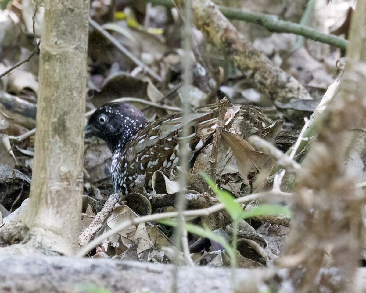 Black-breasted Buttonquail - ML650245429