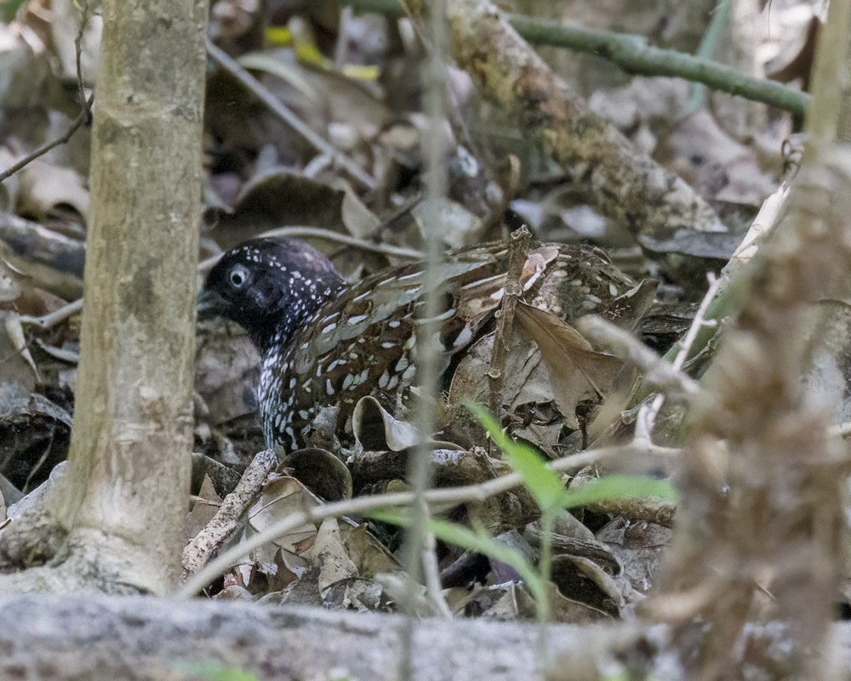 Black-breasted Buttonquail - ML650245430