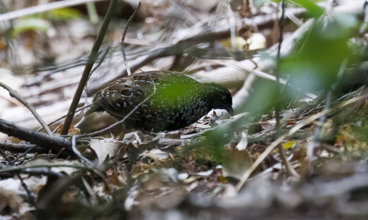 Black-breasted Buttonquail - ML650245431