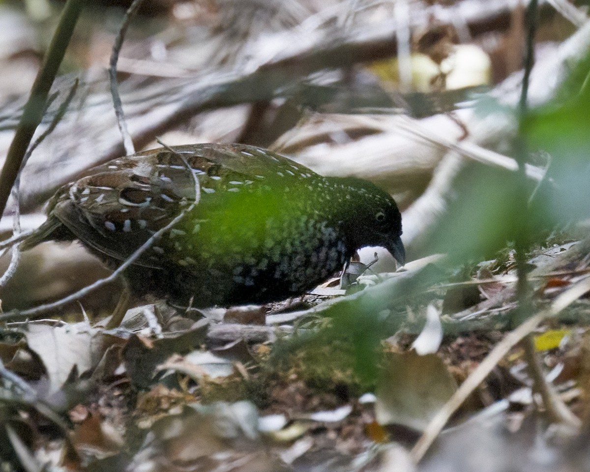 Black-breasted Buttonquail - ML650245432