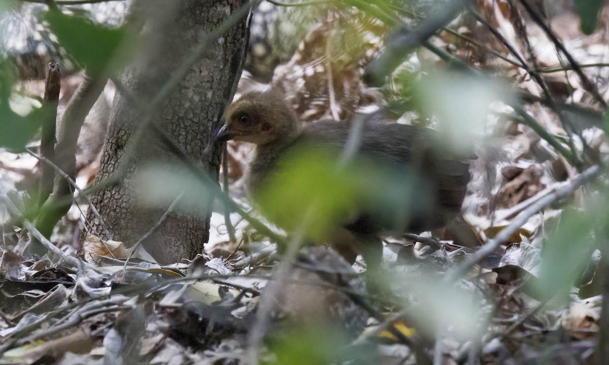 Black-breasted Buttonquail - ML650245433