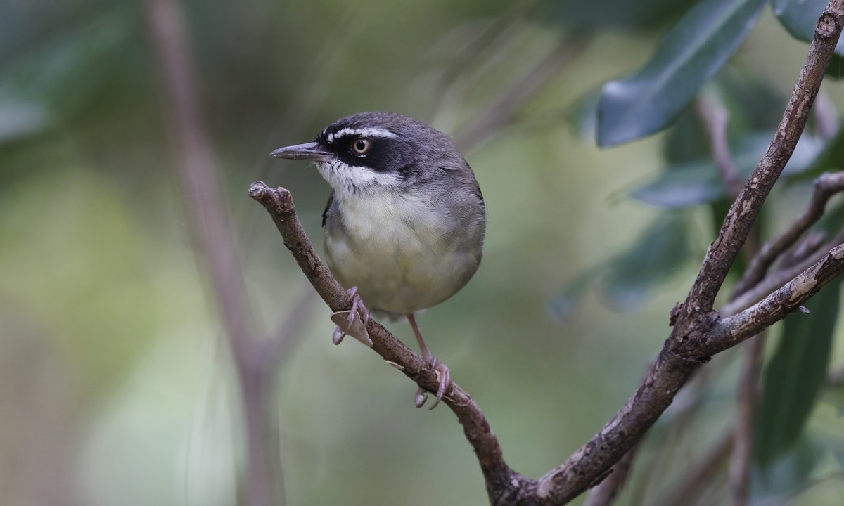 White-browed Scrubwren - ML650245444
