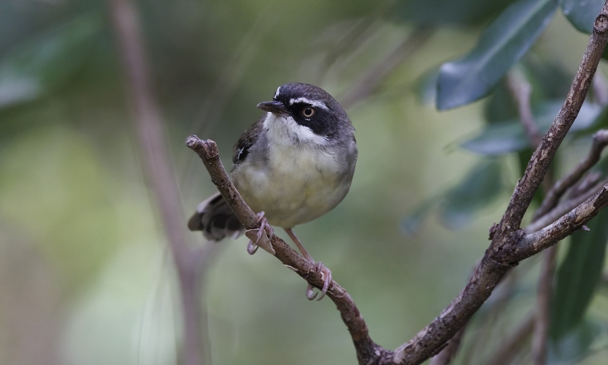 White-browed Scrubwren - ML650245445