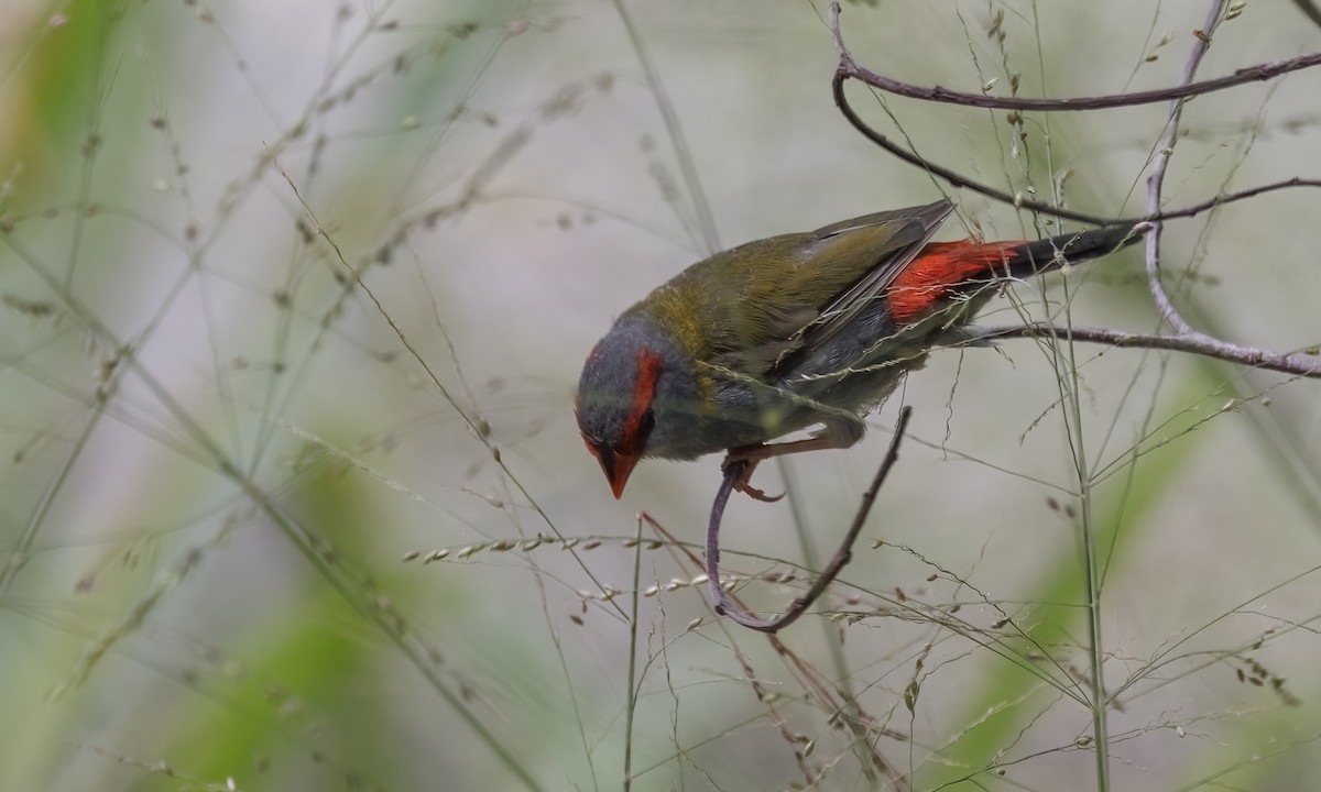 Red-browed Firetail - ML650245449