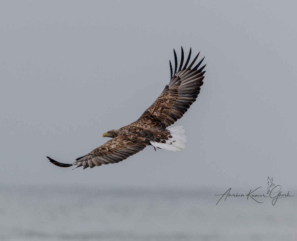 White-tailed Eagle - ML650245462