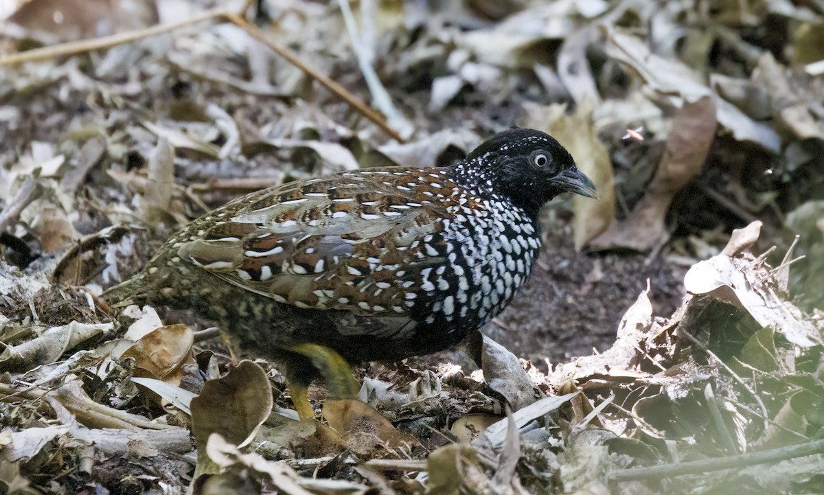 Black-breasted Buttonquail - ML650245471
