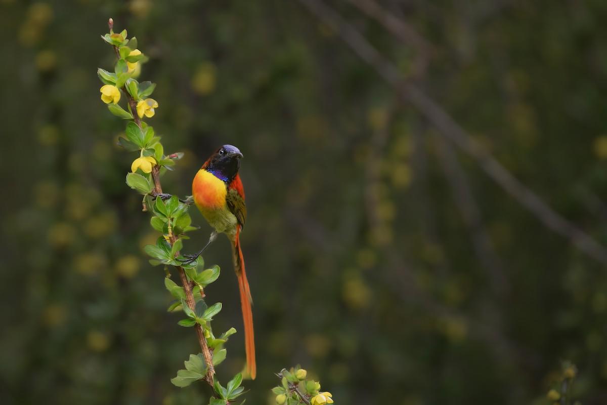 Fire-tailed Sunbird - ML650245483
