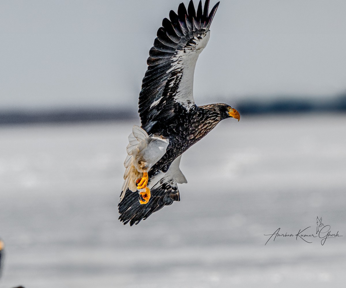 Steller's Sea-Eagle - ML650245491