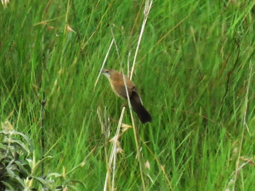 ウチワセッカ - ML650246326