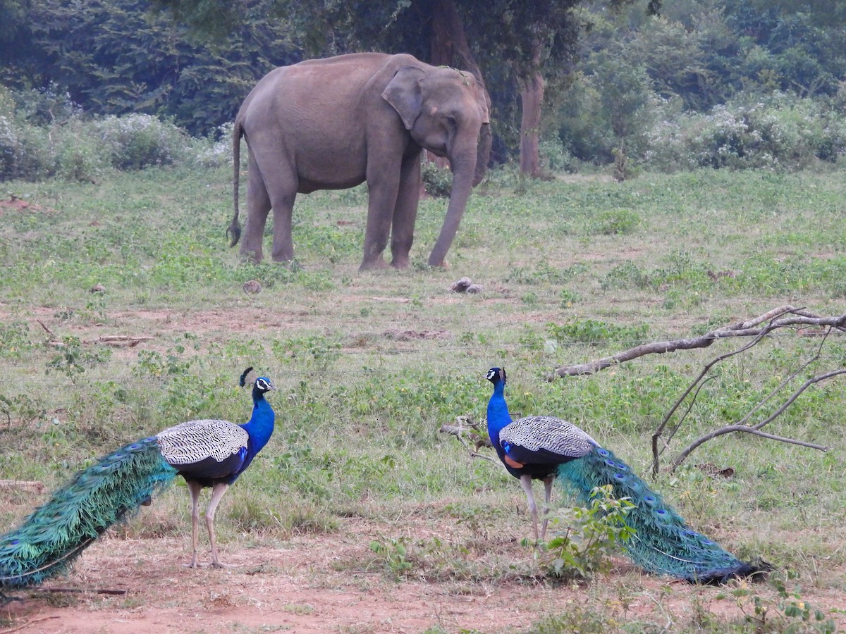 eBird Checklist - 20 Jan 2026 - Udawalawe National Park - 37 species ...