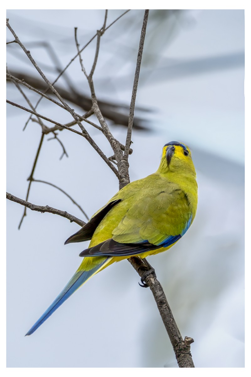 Schmucksittich - ML650246891