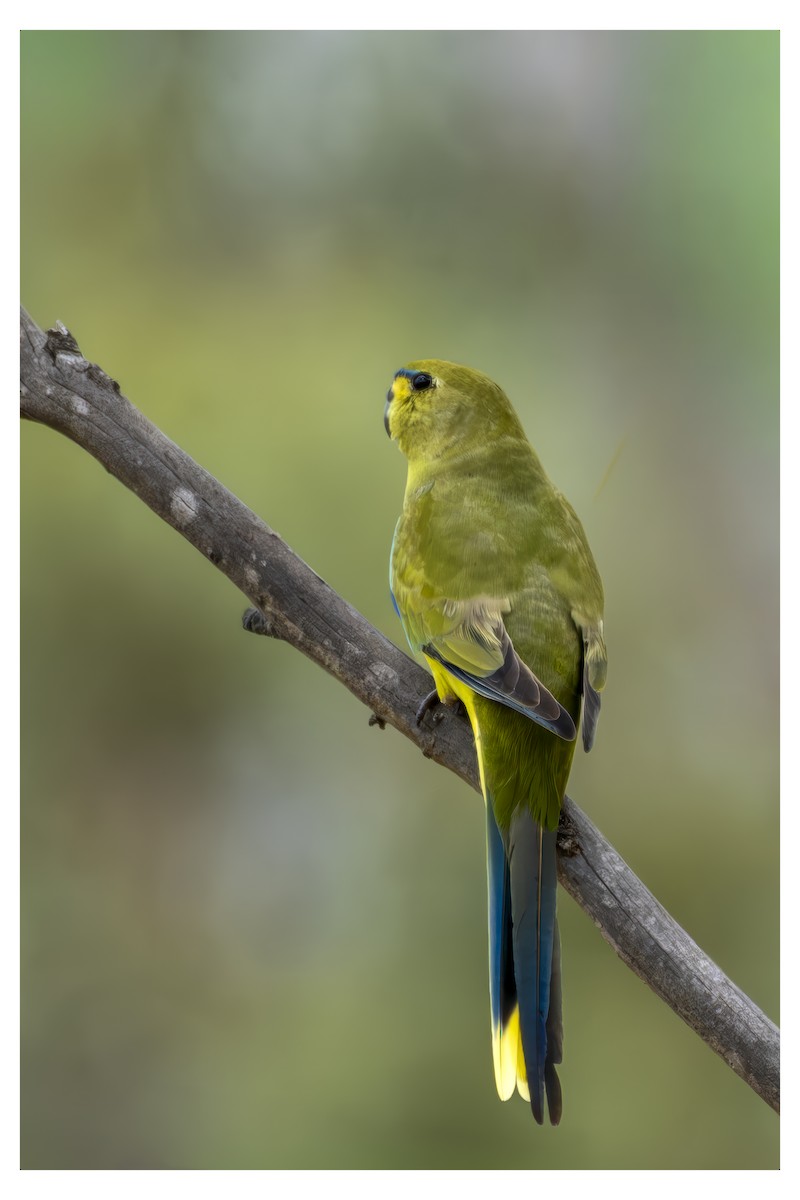 Schmucksittich - ML650246892