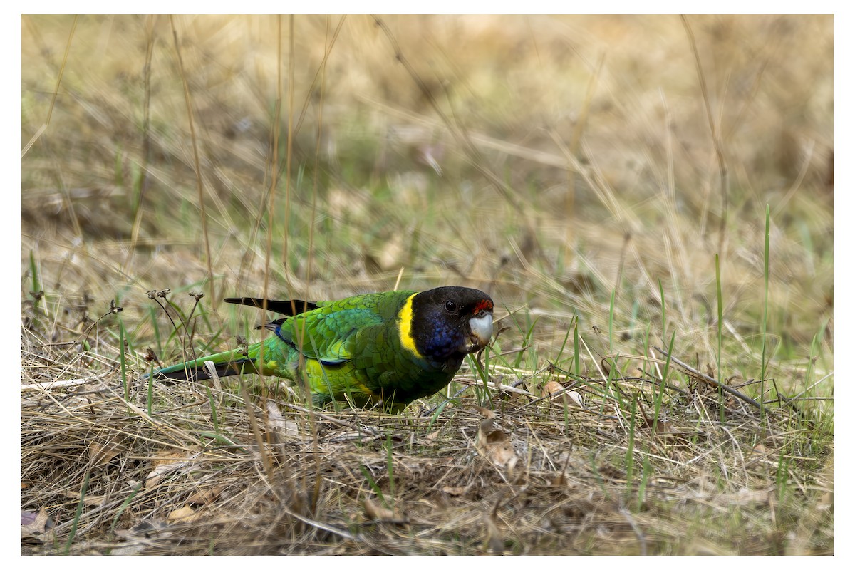 Ringsittich (semitorquatus) - ML650246923