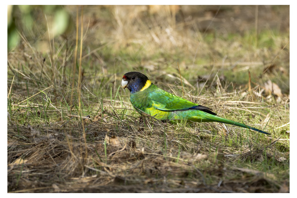 Ringsittich (semitorquatus) - ML650246925