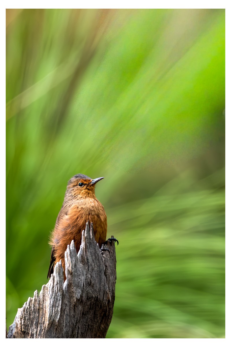 Rostbauch-Baumrutscher - ML650246941