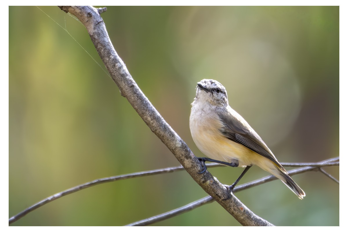 Gelbbürzel-Dornschnabel - ML650246957