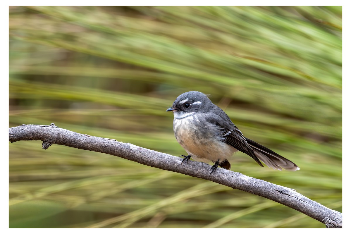 Graufächerschwanz - ML650246967