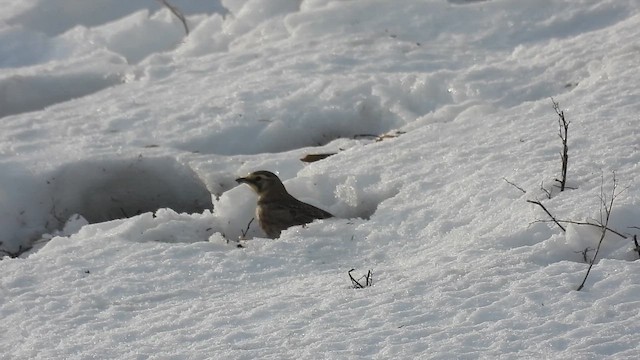 skřivan ouškatý - ML650246987