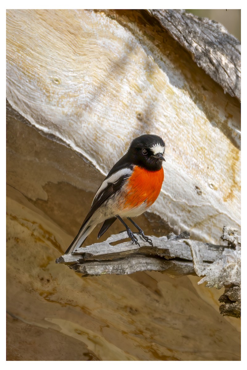 Australscharlachschnäpper - ML650246990