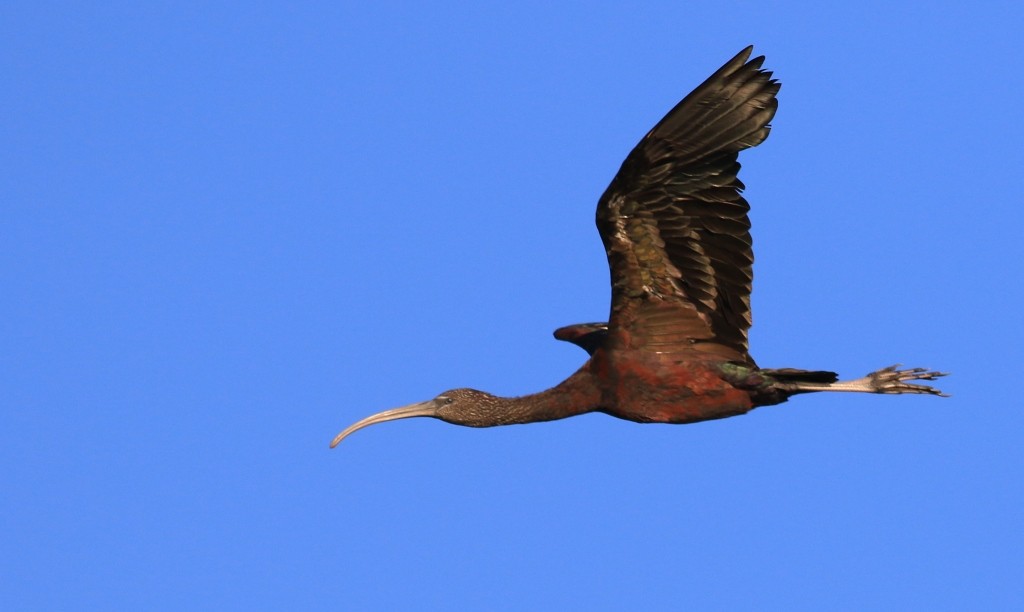 ibis hnědý - ML65024711