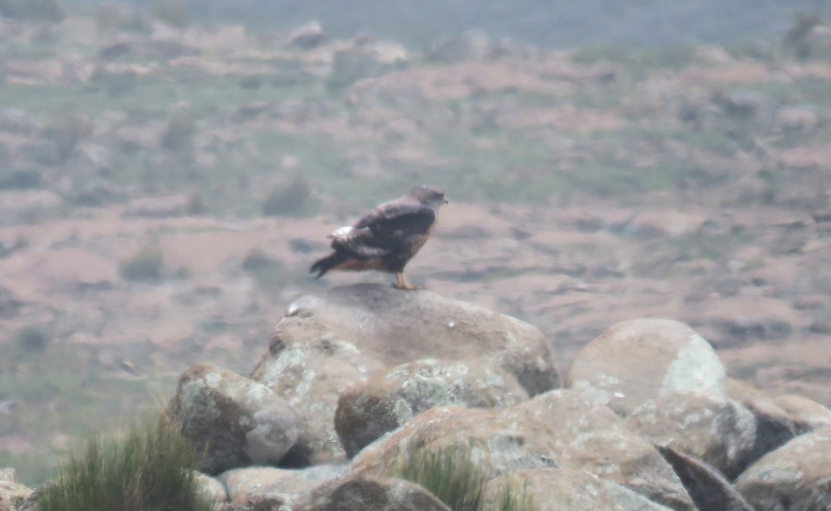 Скальный канюк - ML650247481