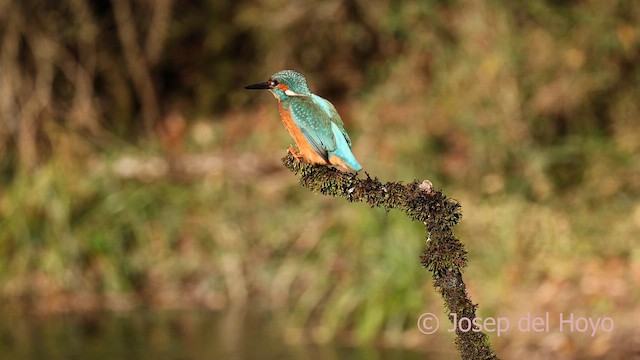Common Kingfisher - ML650247509