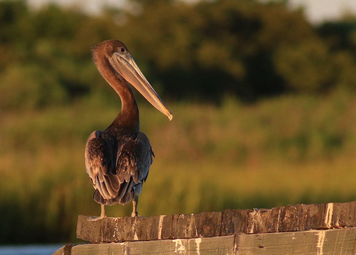 Brown Pelican - Jeff Holmes