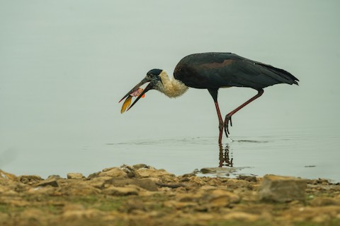 Asian Woolly-necked Stork media preview from Macaulay Library