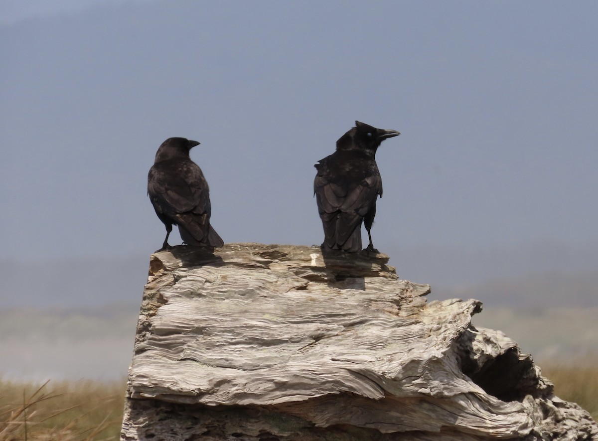 Американская ворона - ML650247772