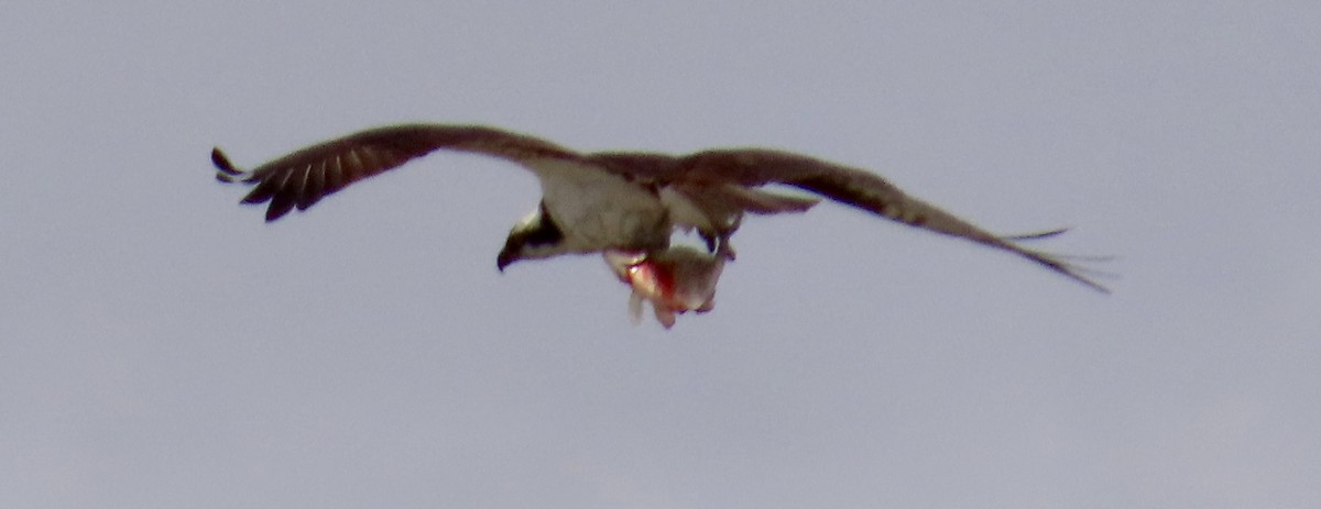 Скопа - ML650247783