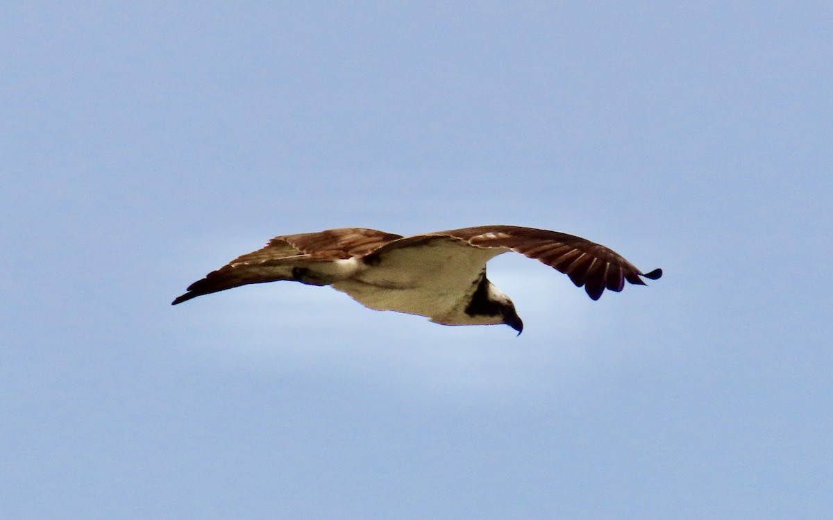 Скопа - ML650247784