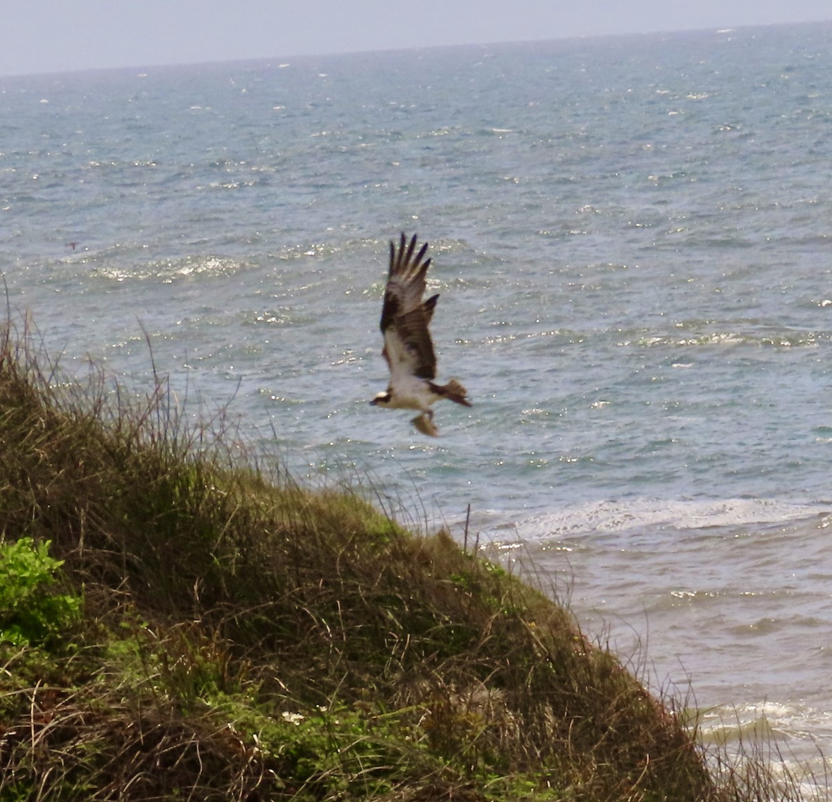 Скопа - ML650247785