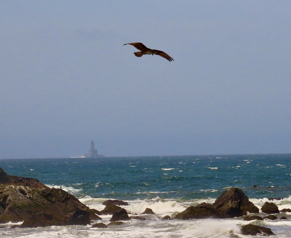 Скопа - ML650247786