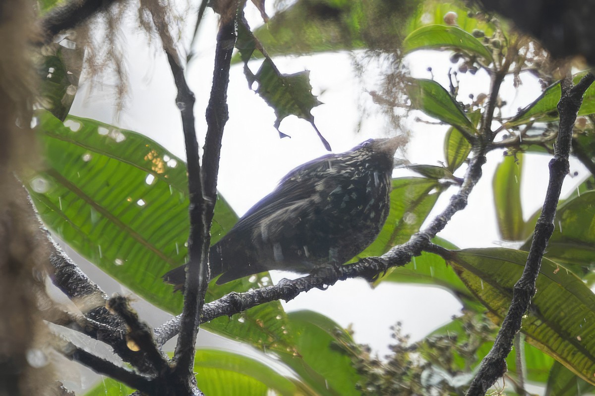 Calliste béryl - ML650248007