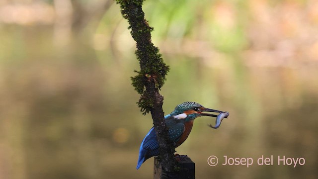 Common Kingfisher - ML650248038