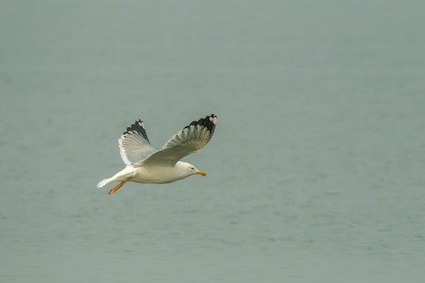 Caspian Gull media preview from Macaulay Library