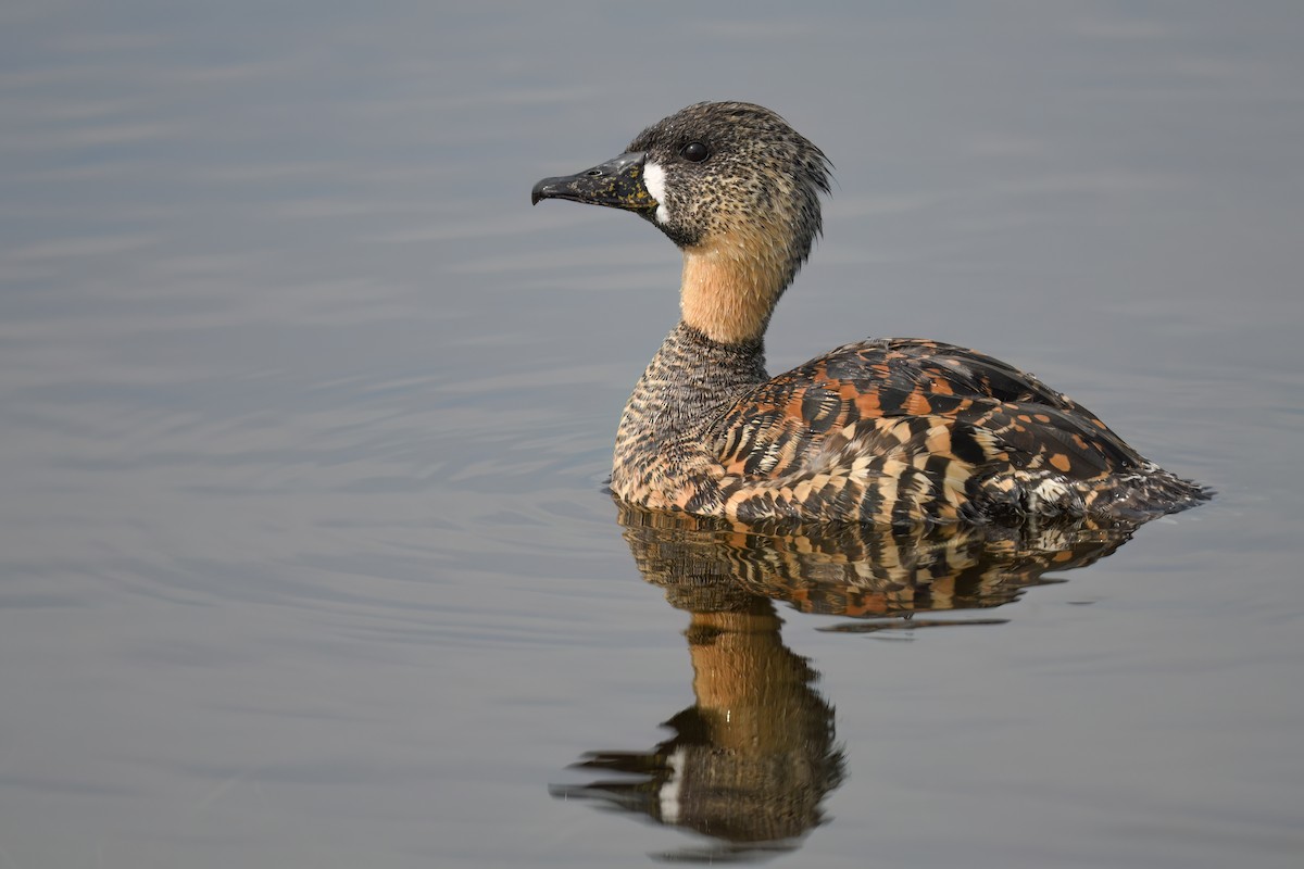 White-backed Duck - ML650248441